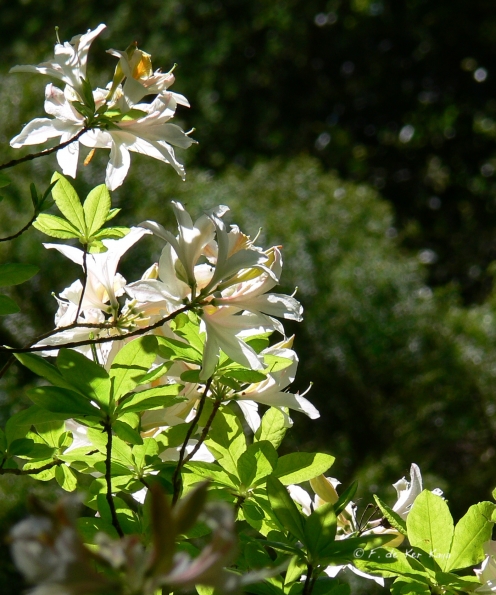 Bois des Moutiers (250) Mai 2012